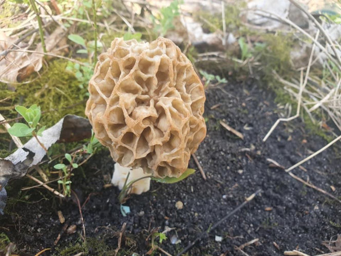 Smardze – leśna arystokracja