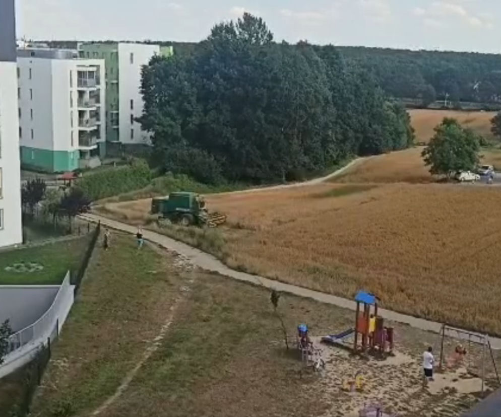Rolnik z Lublina uprawia pole w środku osiedla. Mieszkańcy są zachwyceni! [FILM]