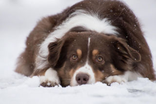 Akcja Mrozy w Tarnowie. Azyl dla Zwierząt apeluje o pilną pomoc 