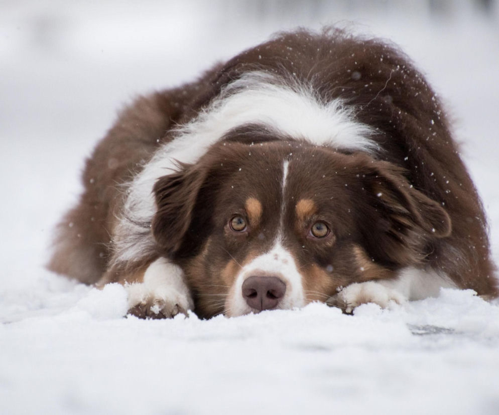 Akcja Mrozy w Tarnowie. Azyl dla Zwierząt apeluje o pilną pomoc 