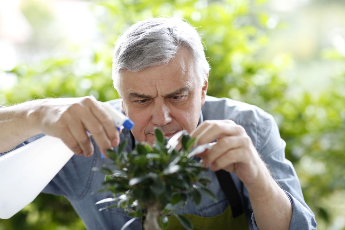 Jak dbać o drzewko bonsai?