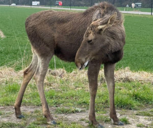 Struł się i szukał pomocy. Chory łoś zablokował ruchliwą trasę