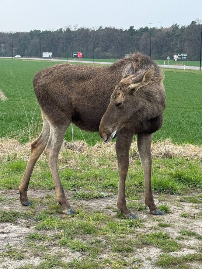 Struł się i szukał pomocy. Chory łoś zablokował ruchliwą trasę