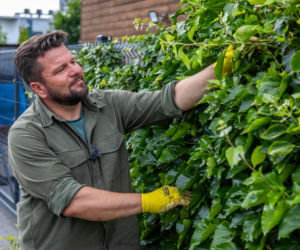 Murator Ogroduje, realizacje