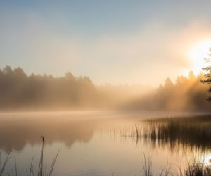 Gęsiówka egipska znika z Małopolski. Co z jej agresywnym dziedzictwem?