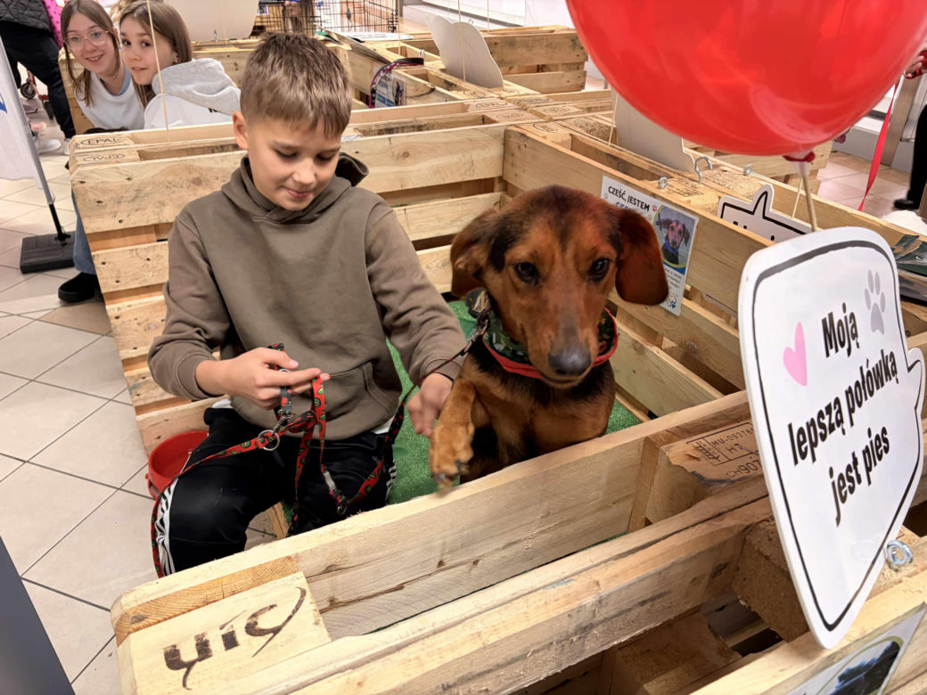 Akcja adopcyjna Fundacji Dobre Ludki w Grudziądzu