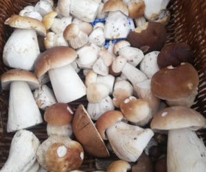 Deszcz spadł, ale zrobiło się zimno. Jaka jest aktualna sytuacja grzybowa w Świętokrzyskiem?