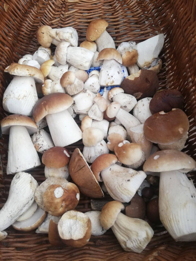 Deszcz spadł, ale zrobiło się zimno. Jaka jest aktualna sytuacja grzybowa w Świętokrzyskiem?