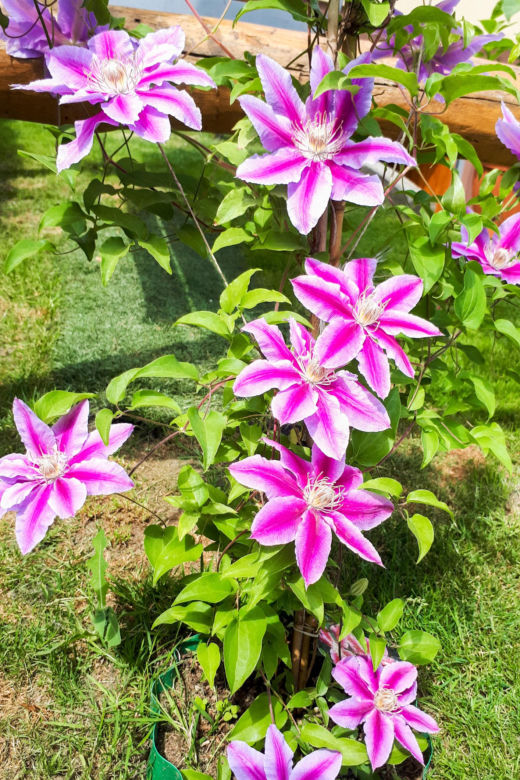 Powojnik (Clematis)