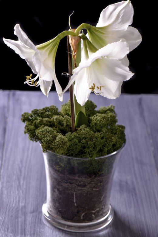 Hippeastrum