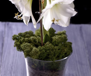 Hippeastrum