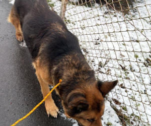 Pies zamarzał na środku drogi. Uratowali go w ostatniej chwili!