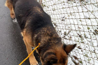 Pies zamarzał na środku drogi. Uratowali go w ostatniej chwili!