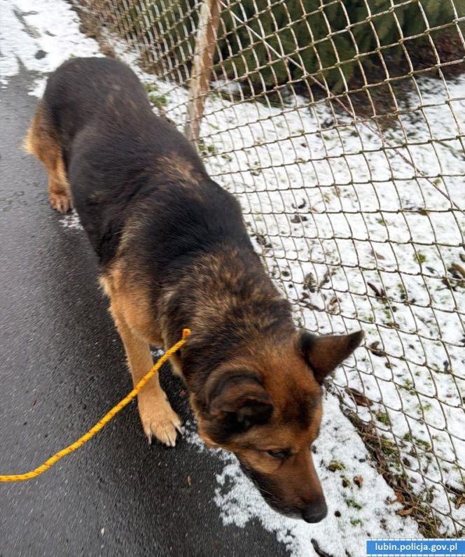 Pies zamarzał na środku drogi. Uratowali go w ostatniej chwili!