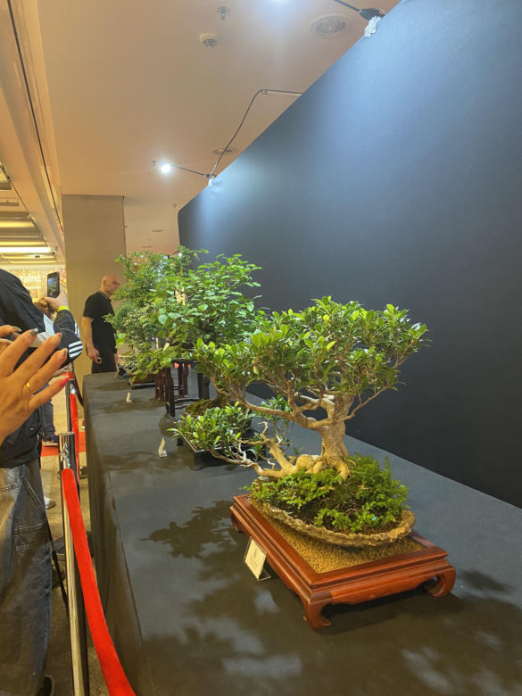 "Potworne Cuda", Światowa Wystawa Orchidei, Bonsai i Sukulentów oraz targi roślin na PGE Narodowym