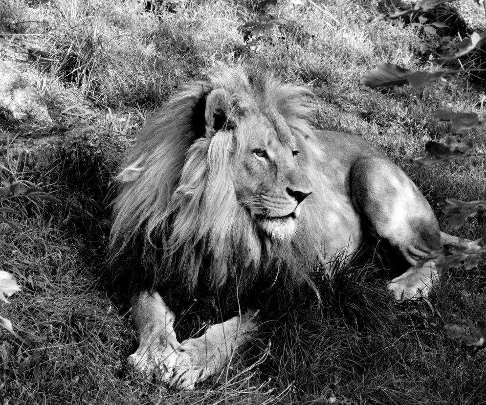 Lew Bolek ze Śląskiego ZOO nie żyje