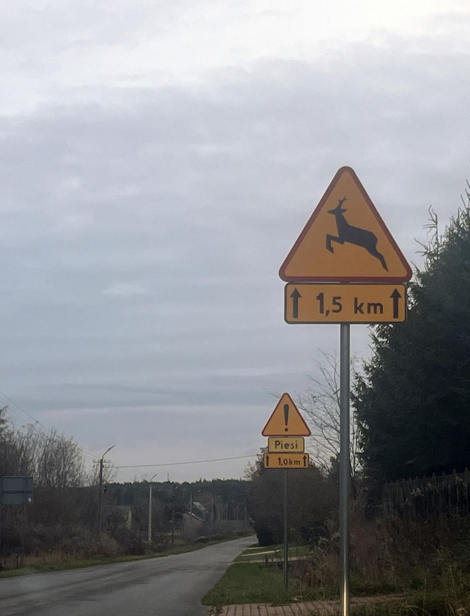 "Płakał nad tym psem". Damian zastawiał pułapki na leśną zwierzynę. Kundelek umierał w męczarniach