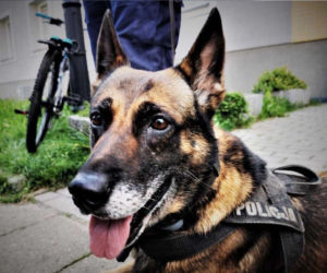 11 lat na pierwszej linii. Owczarek Bary żegna się z policyjną służbą