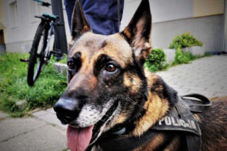 11 lat na pierwszej linii. Owczarek Bary żegna się z policyjną służbą w Zabrzu