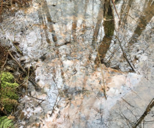 Rezerwaty Na Torfach i Bagno Całowanie