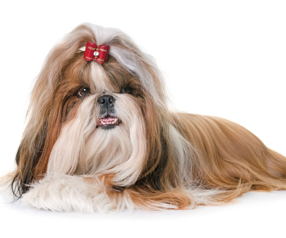 Shih tzu