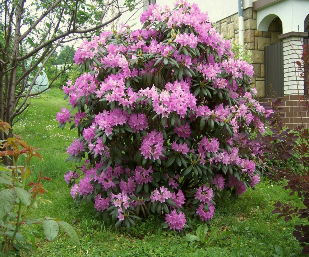Płock. Ukradł rododendrona i sam został okradziony! Później przyznał, że to była głupota