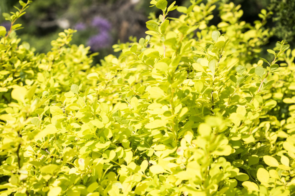 Berberys Thunberga 'Aurea' 