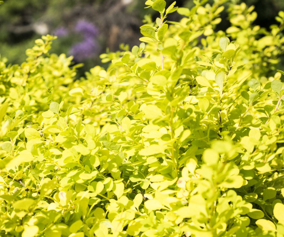 Berberys Thunberga 'Aurea' 