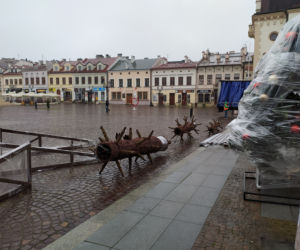 Stawiają świąteczną choinkę na Rynku [ZDJĘCIA]