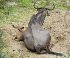 We wrocławskim zoo urodziły się gnu białobrode