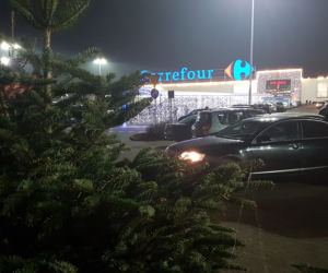 Gdzie kupić choinkę w Toruniu?