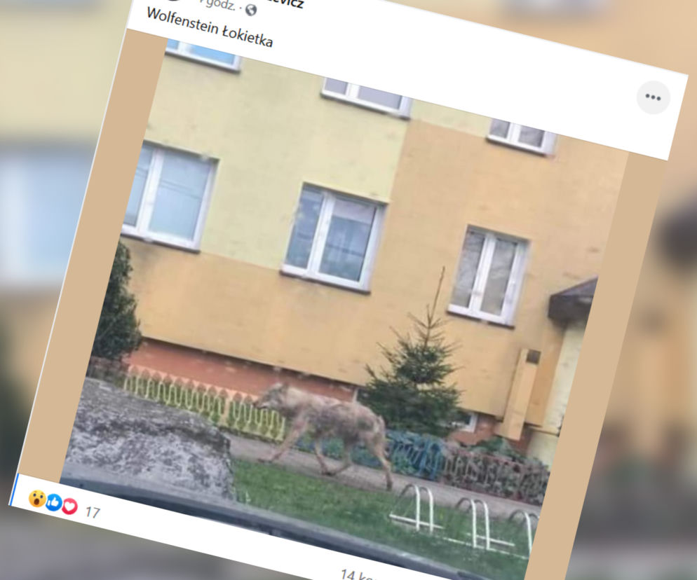 Kętrzyn. Wilk spaceruje między blokami! Jeszcze nigdy czegoś takiego nie było [FOTO]