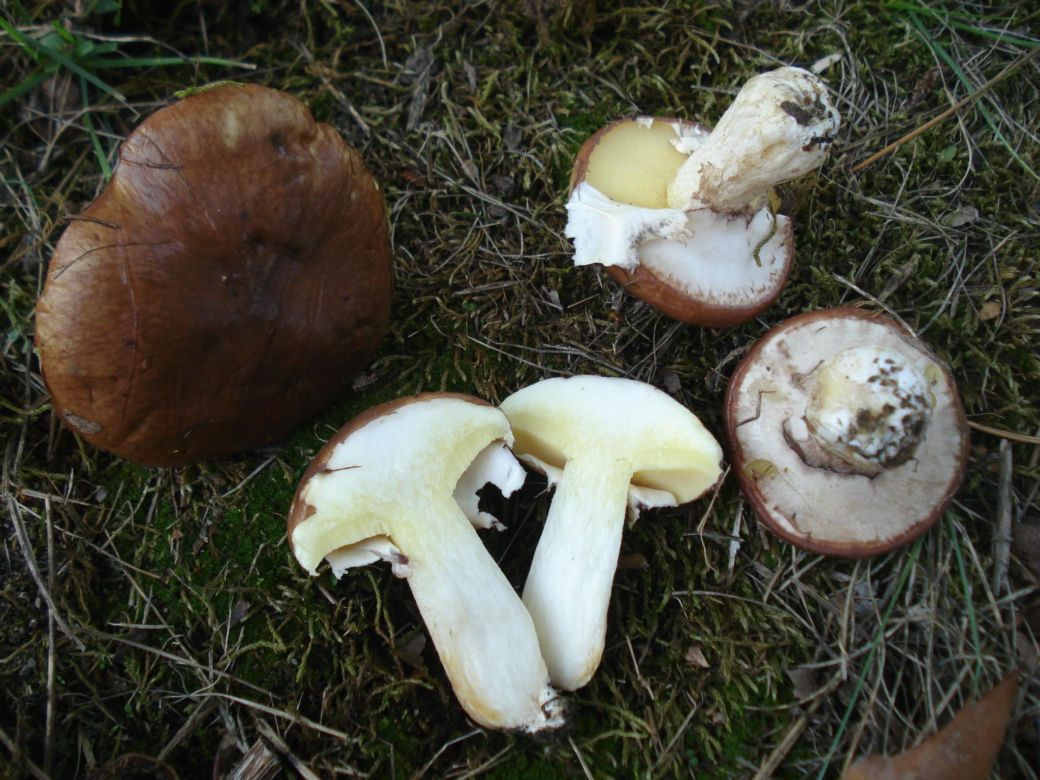 Maślaki 