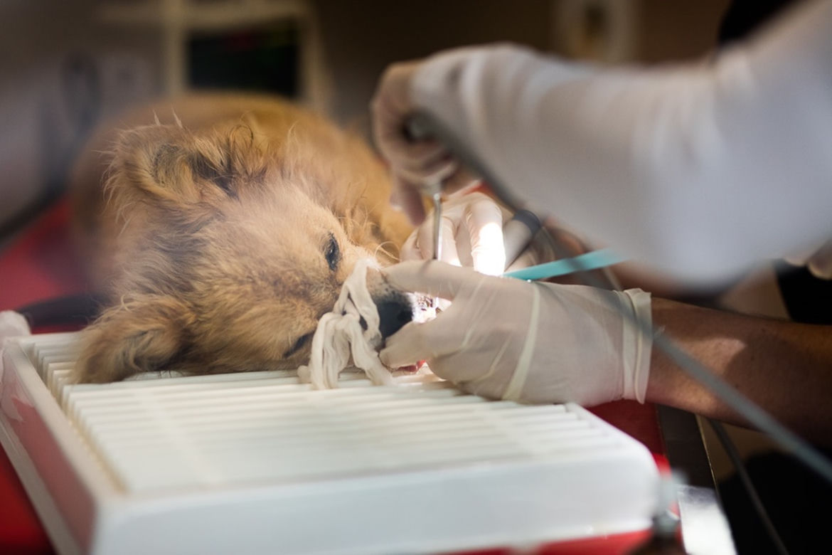 Pies Gizmo u dentysty
