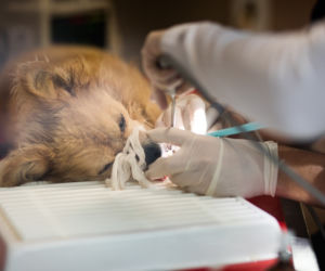 Pies Gizmo u dentysty