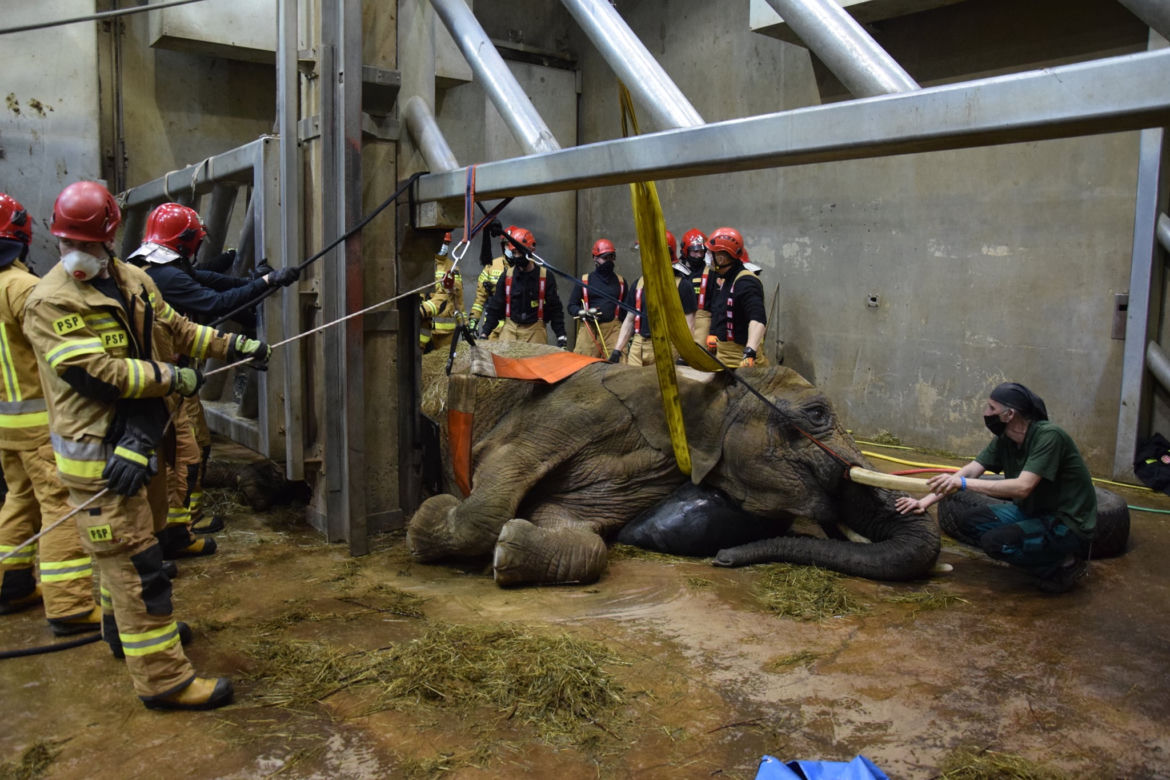 Dramatyczna akcja w poznańskim ZOO