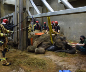 Dramatyczna akcja w poznańskim ZOO