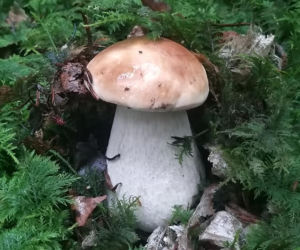 Król starachowickich lasów Samotny Wilk