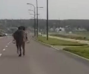 Zagalopował się na ulicach Świdnika. Policja prowadziła pościg za... osiodłanym koniem [ZDJĘCIA]
