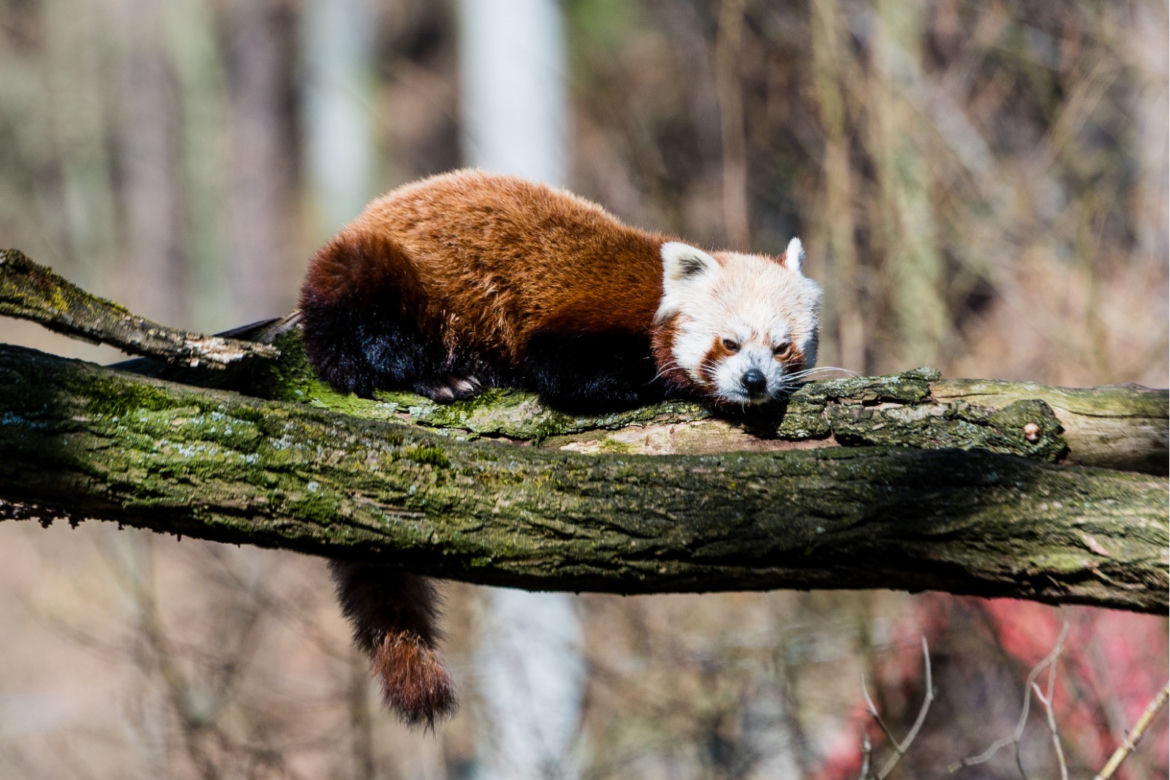 Koronawirus w Trójmieście. Zwierzęta z zoo tęsknią za ludźmi