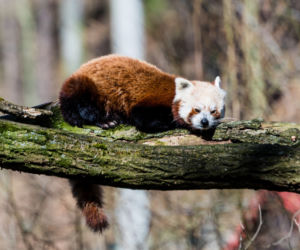 Koronawirus w Trójmieście. Zwierzęta z zoo tęsknią za ludźmi