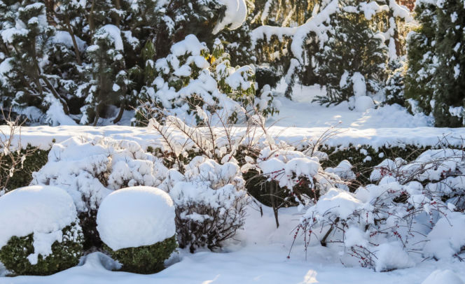 Śnieg w ogrodzie