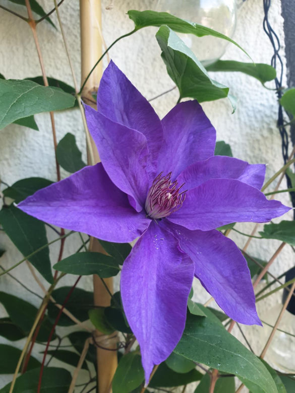 Powojnik (Clematis)
