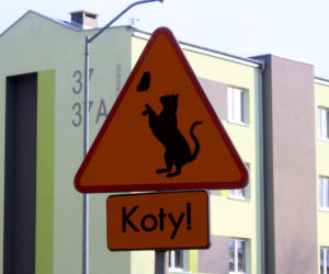 Uwaga koty!