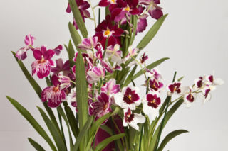 Jak ochronić storczyk od mrozu w transporcie [Porada eksperta]