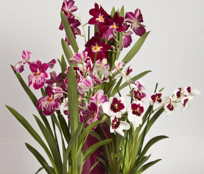 Miltonia