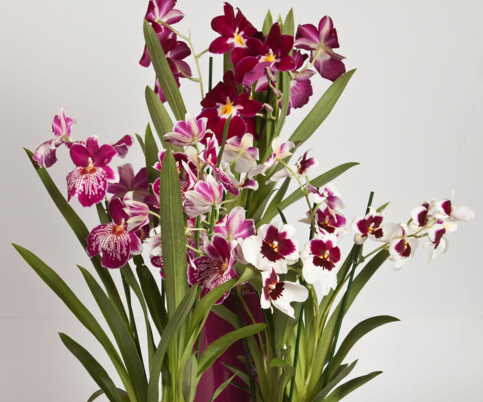 Storczyk Miltonia w domu – najważniejsze zasady pielęgnacji