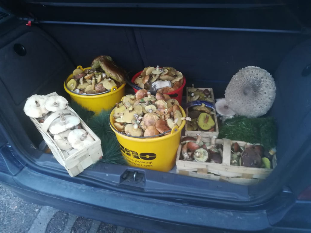 Wielkie grzybobranie w Wielkopolsce
