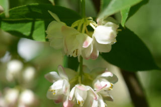Kłokoczka południowa - Staphylea pinnata