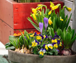 Quiz o wiosennych roślinach doniczkowych – sprawdź swoją wiedzę!